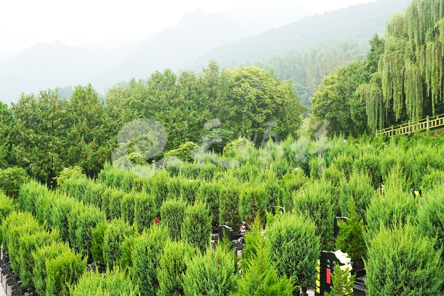 6-九龙山公墓-8