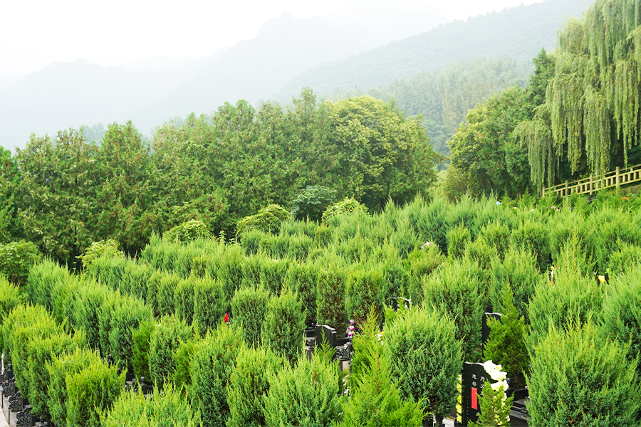 墓区绿化 墓区绿化