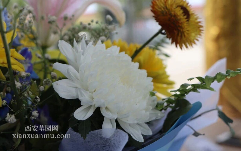 寿阳山墓园倡导鲜花祭扫 寿阳山墓园倡导鲜花祭扫